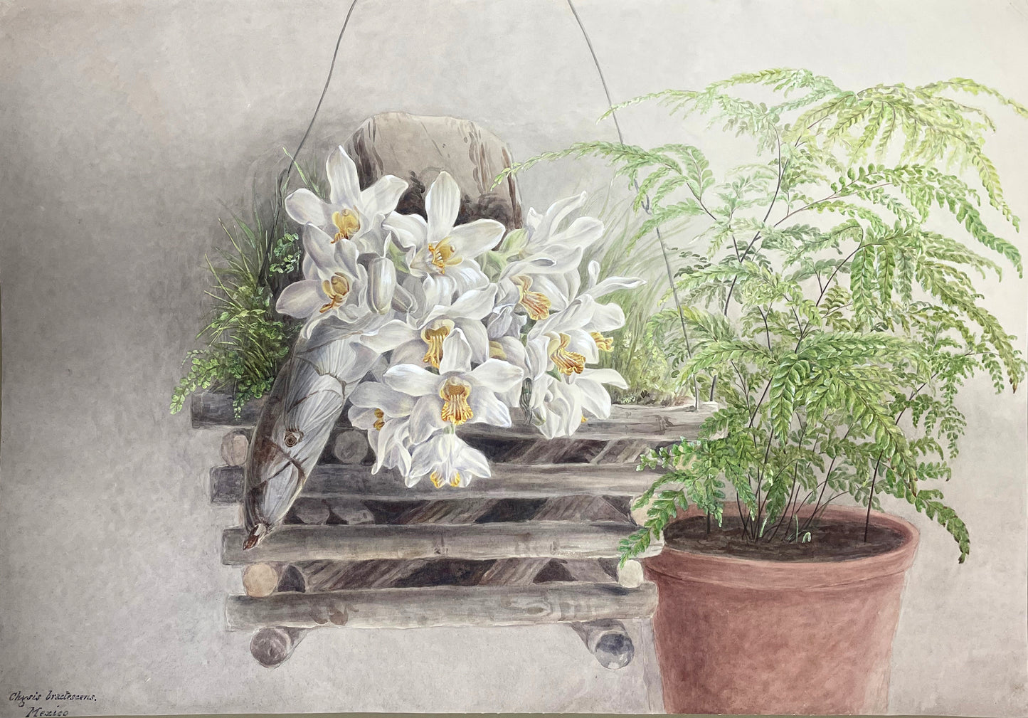 Chysis Bractescens Mexico