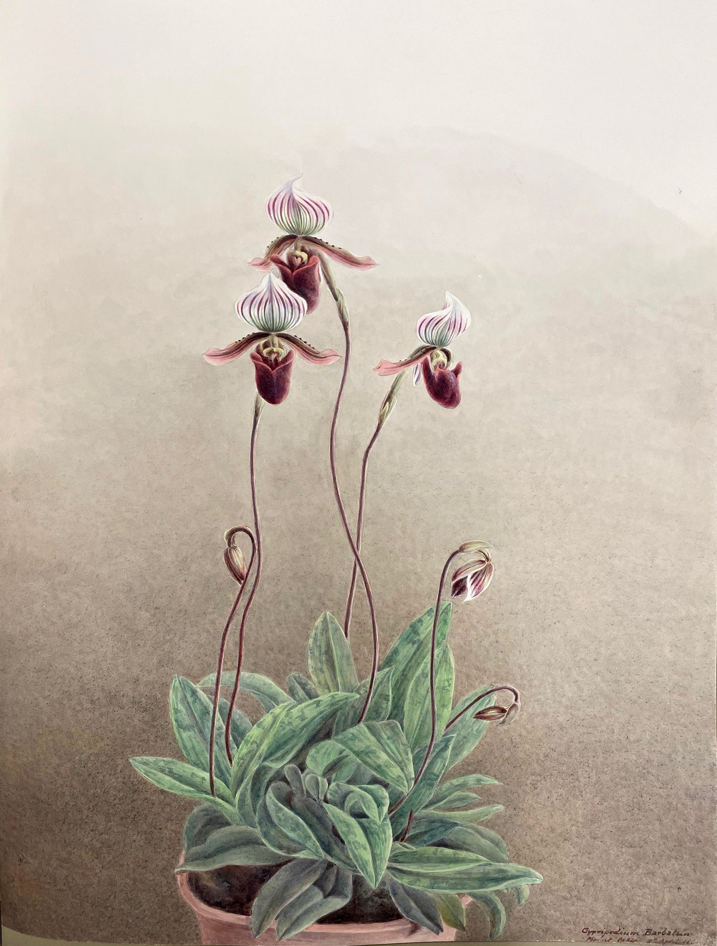 Cypripedium Barbalun