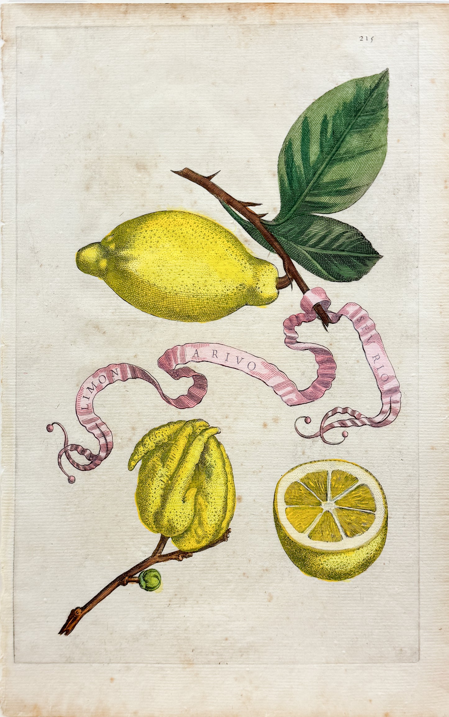 FERRARI, Giovanni Battista (1584-1655). Limon Arivo Sevrio, Plate 215
