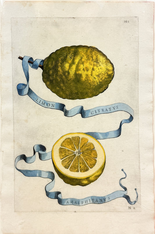 FERRARI, Giovanni Battista (1584-1655). Limon Citratus Amalphitanus, Plate 281