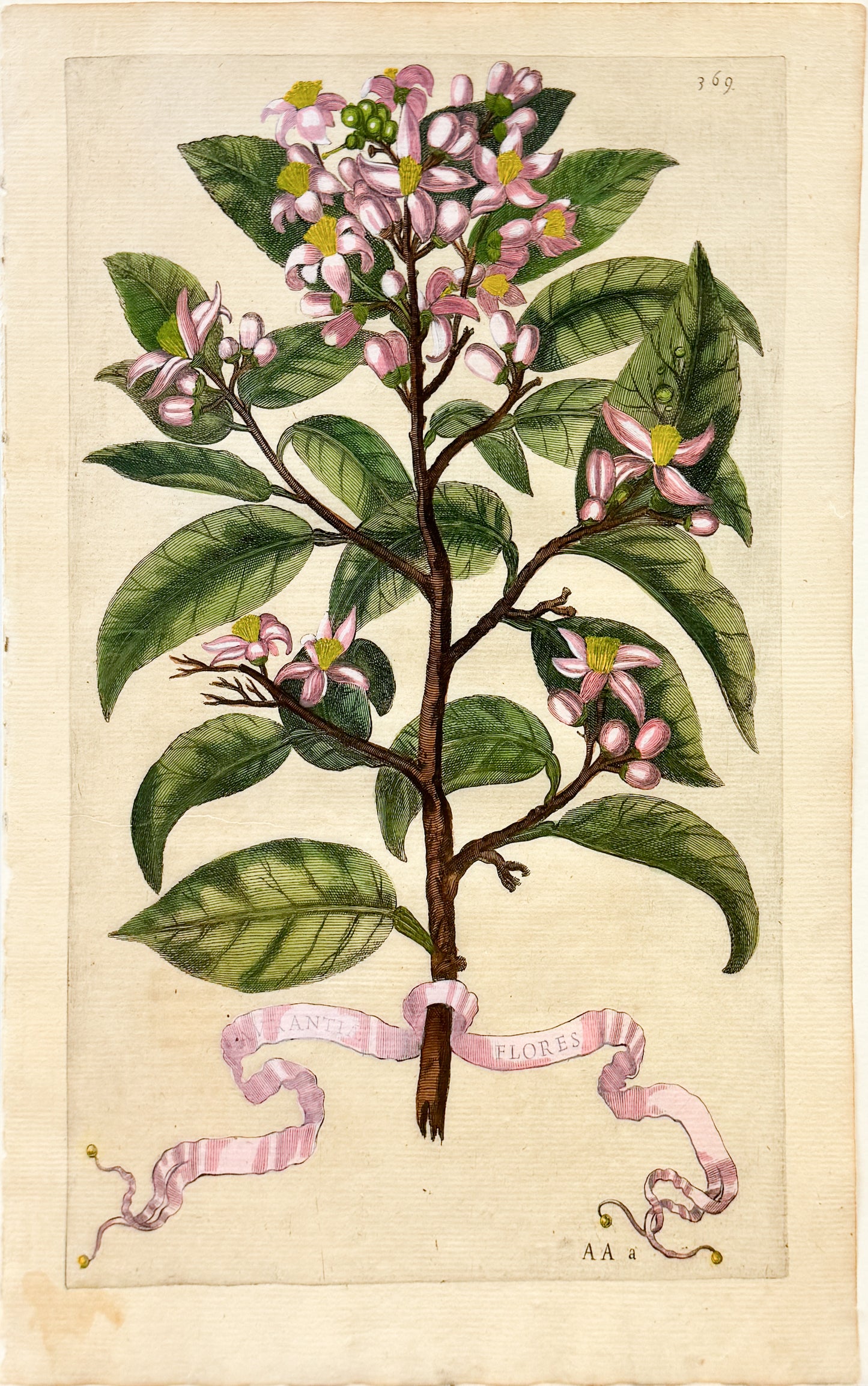 FERRARI, Giovanni Battista (1584-1655). Aurantiae Flores, Plate 369