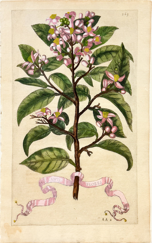 FERRARI, Giovanni Battista (1584-1655). Aurantiae Flores, Plate 369