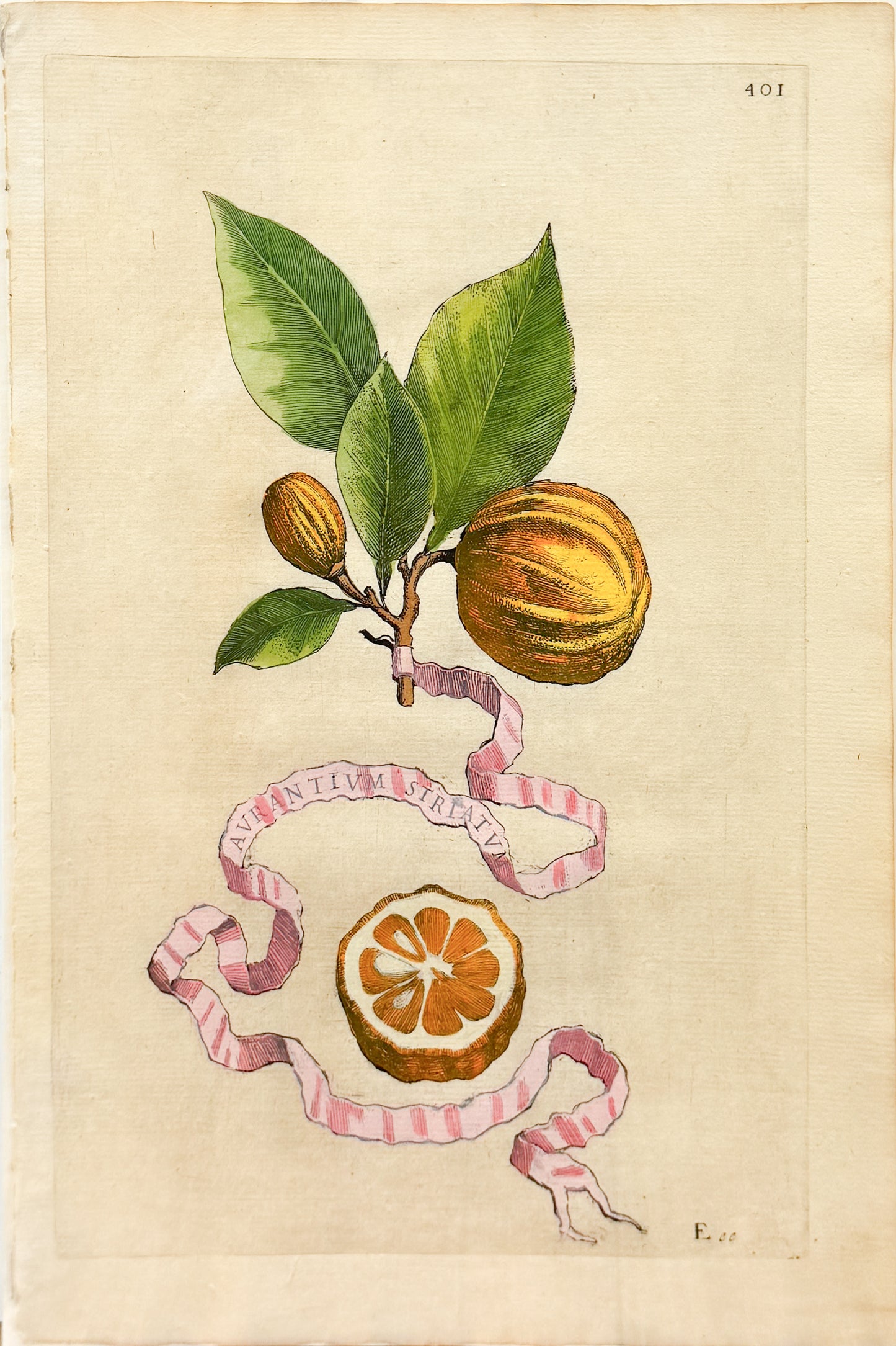 FERRARI, Giovanni Battista (1584-1655). Aurantium Straitum, Plate 401