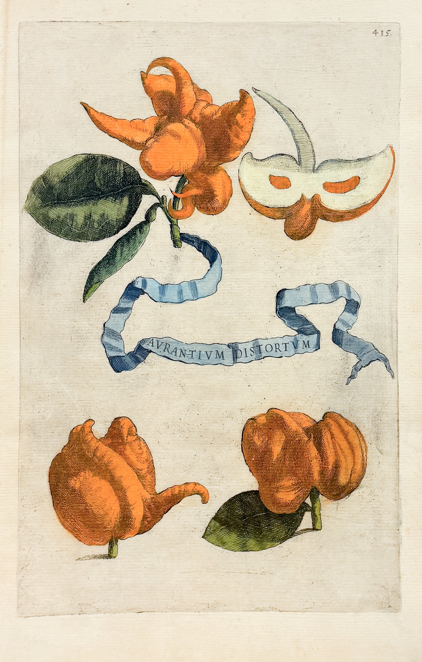 FERRARI, Giovanni Battista (1584-1655). Aurantium Distortum, Plate 415