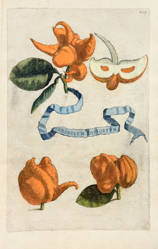 FERRARI, Giovanni Battista (1584-1655). Aurantium Distortum, Plate 415