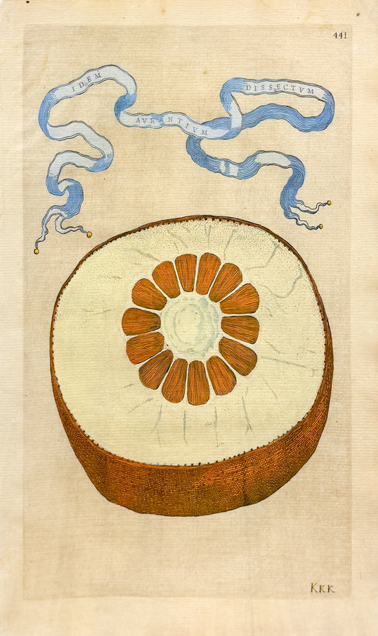 FERRARI, Giovanni Battista (1584-1655). Idem Aurantium Dissectum, Plate 441