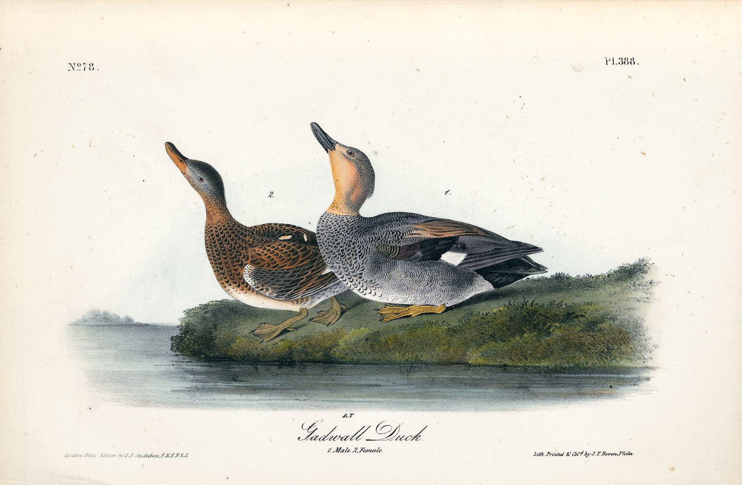 AUDUBON, John James (1785 - 1851), Gadwall Duck (Plate 388), 1839-1844