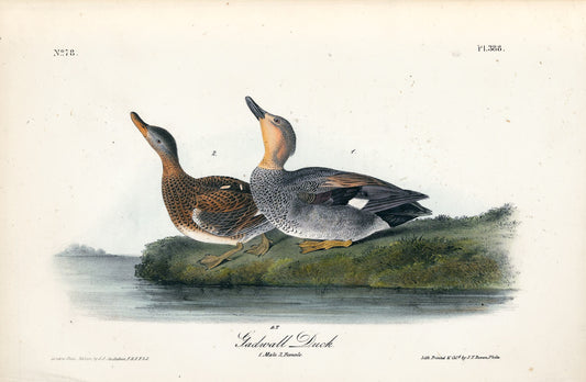 AUDUBON, John James (1785 - 1851), Gadwall Duck (Plate 388), 1839-1844