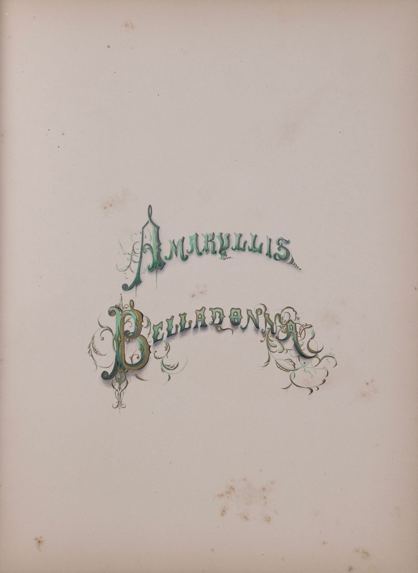 Deborah Gillingham. Amaryllis Belladonna. 1870.