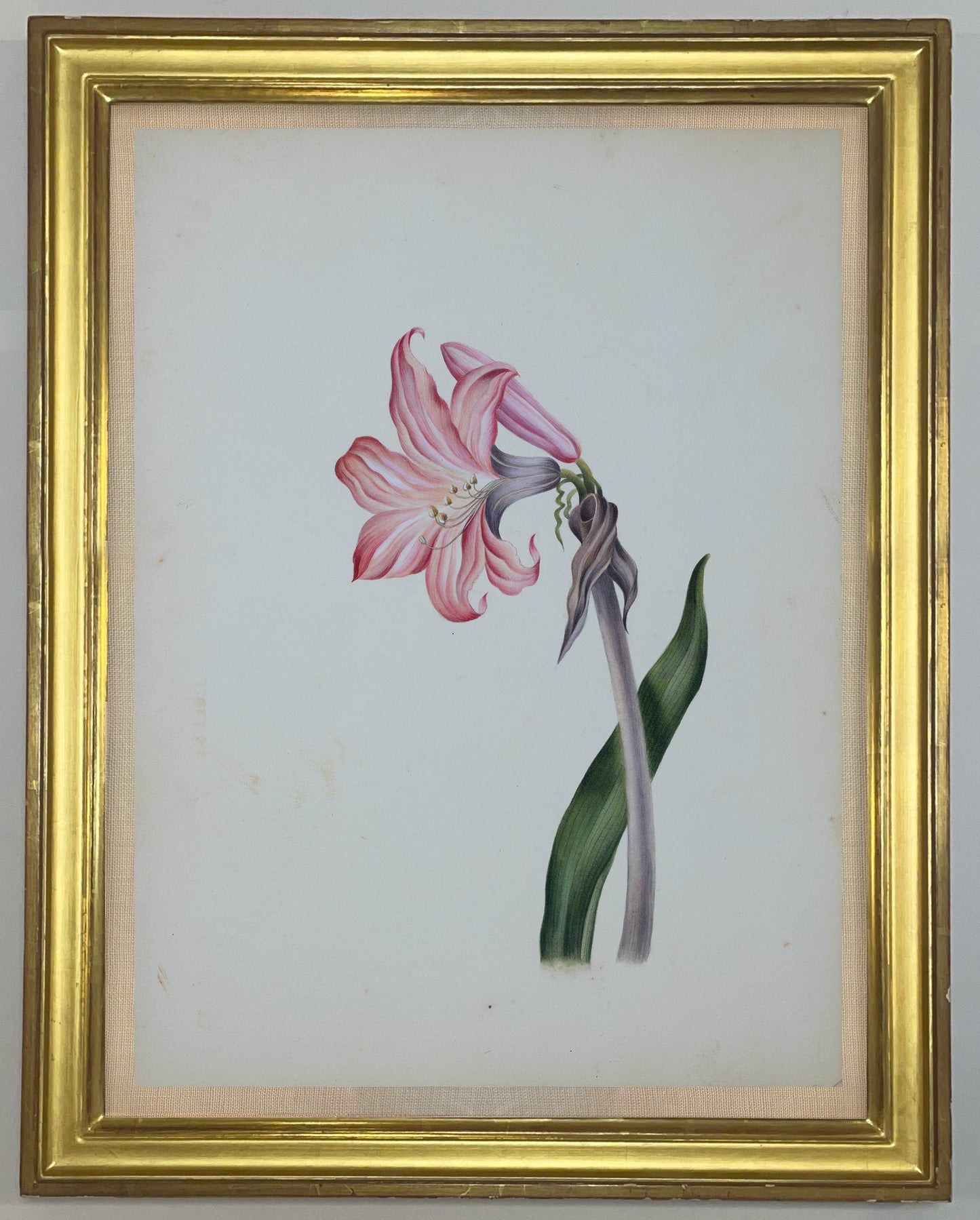 Deborah Gillingham. Amaryllis Belladonna. 1870.