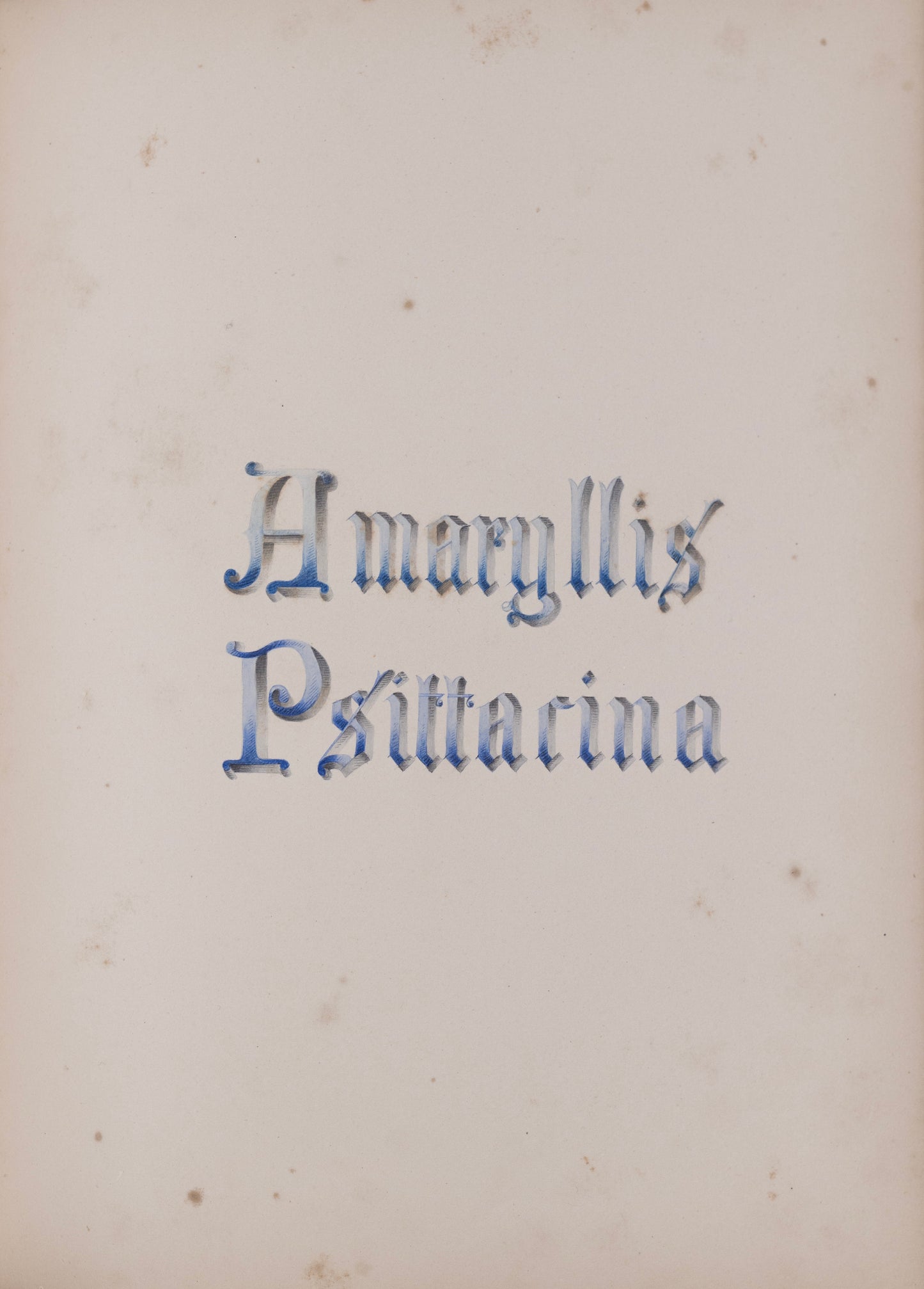 Deborah Gillingham. Amaryllis psittacina. 1870.