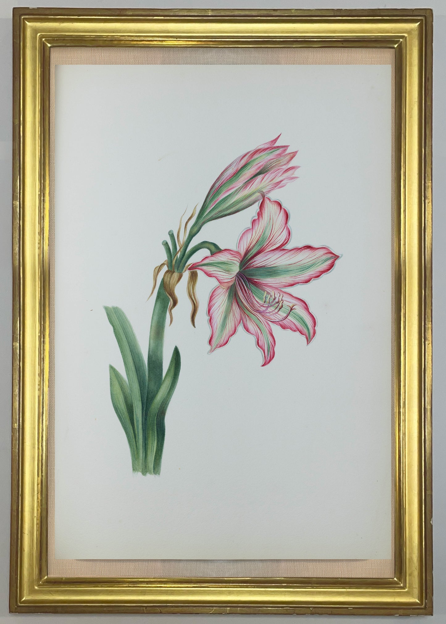 Deborah Gillingham. Amaryllis psittacina. 1870.