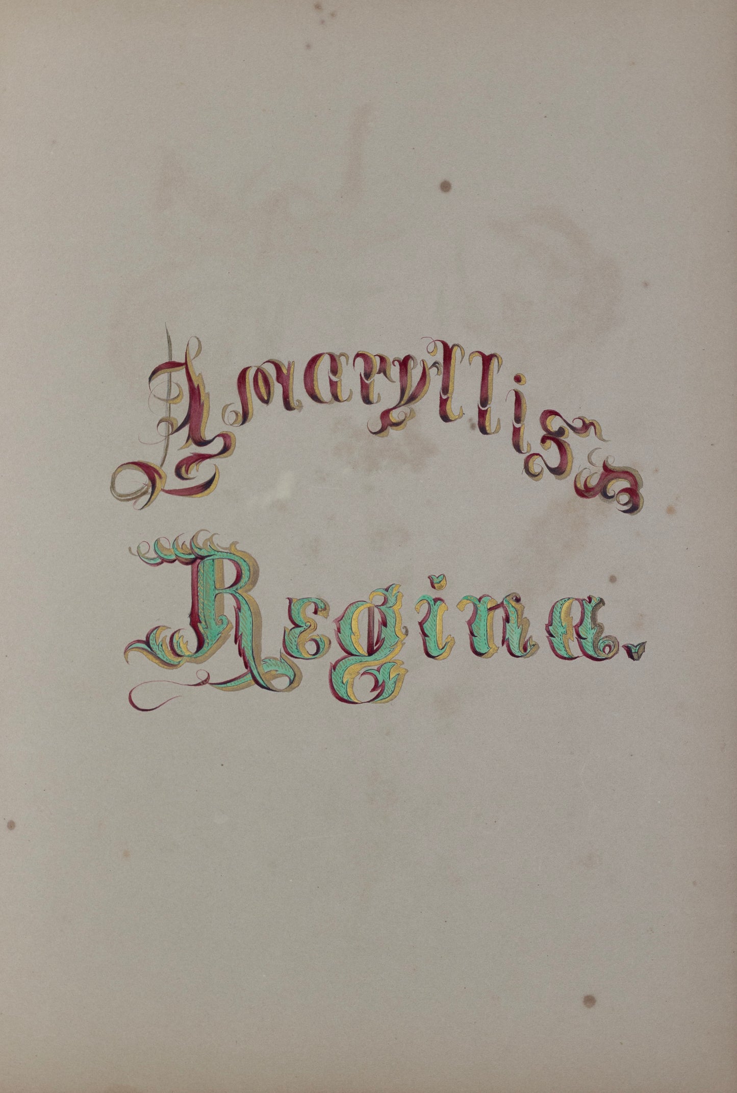 Deborah Gillingham. Amaryllis Regina. 1870.