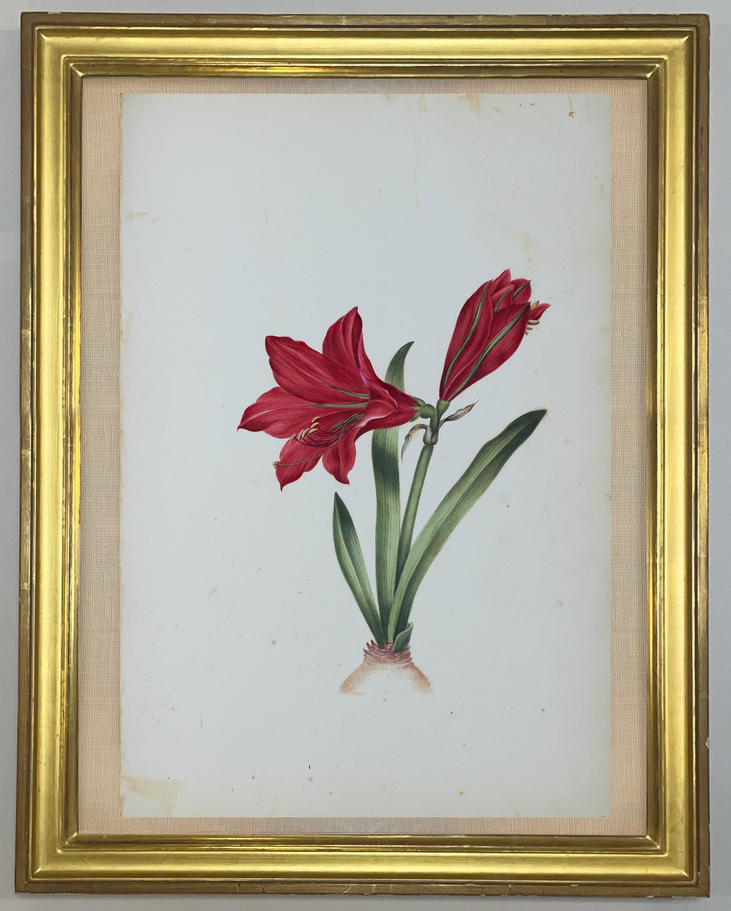 Deborah Gillingham. Amaryllis Regina. 1870.