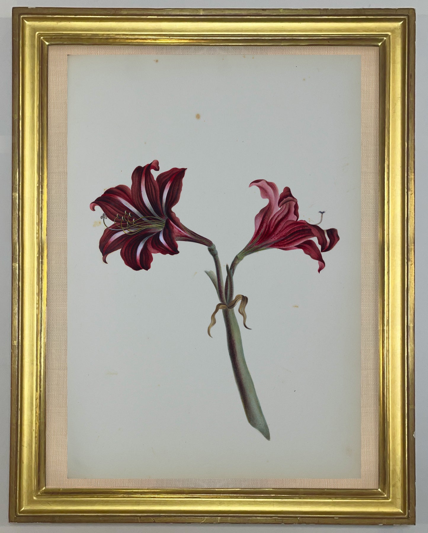 Deborah Gillingham. Amaryllis Reticulum. 1870.