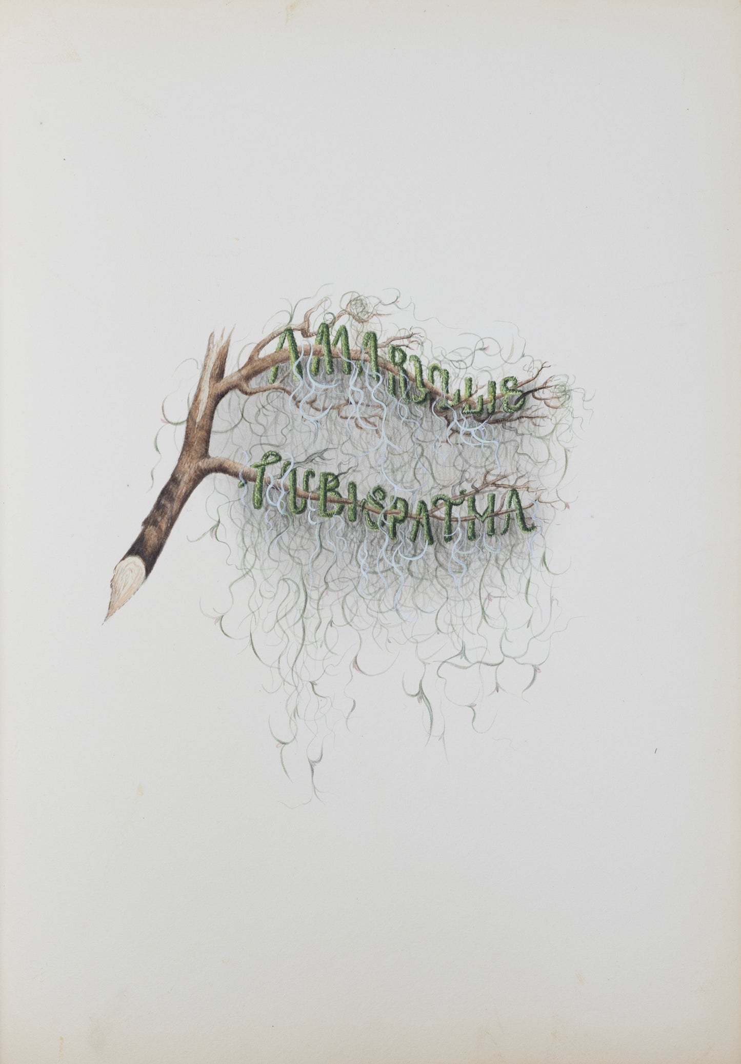 Deborah Gillingham. Amaryllis Tubispatma. 1870.