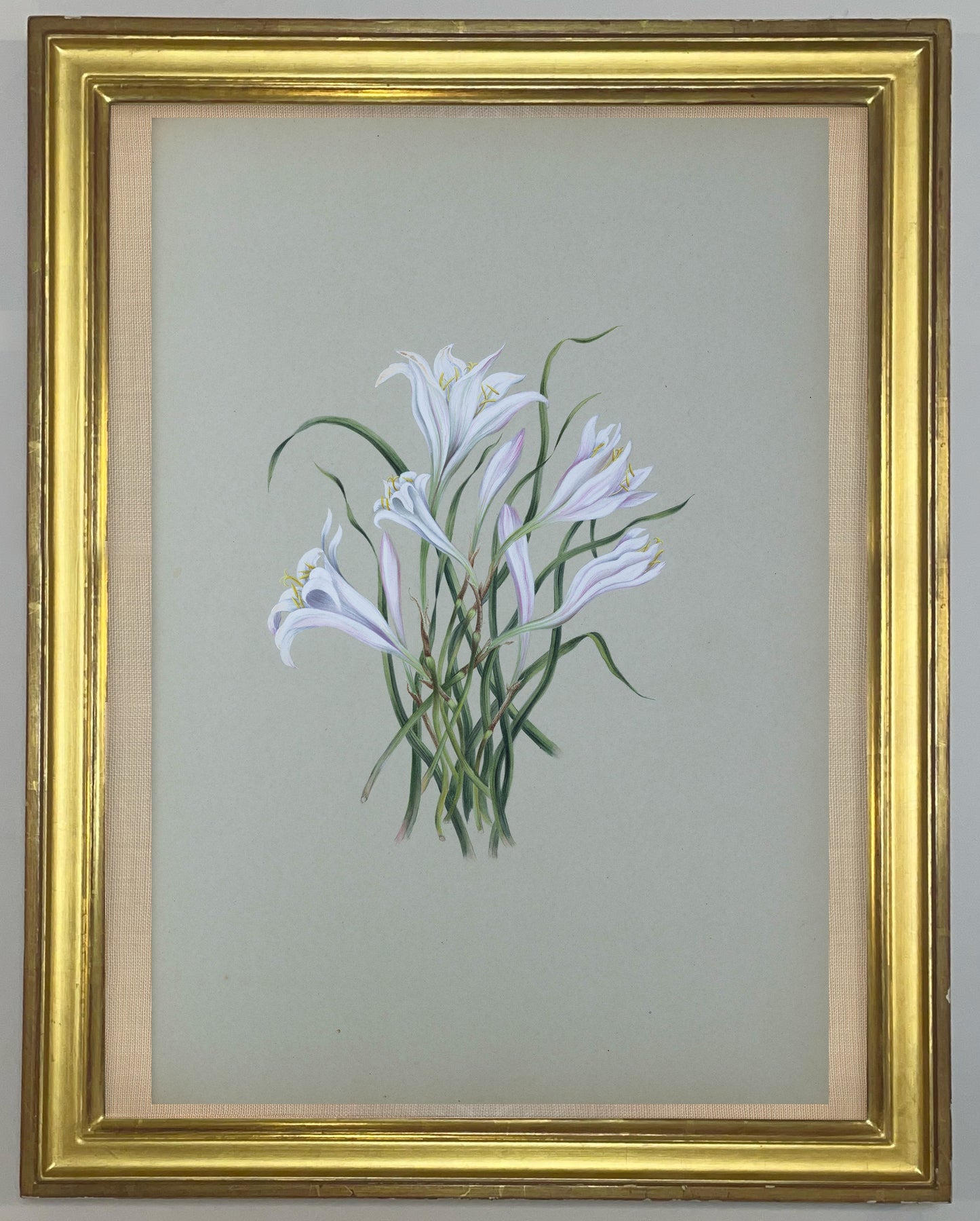 Deborah Gillingham. Amaryllis Tubispatma. 1870.