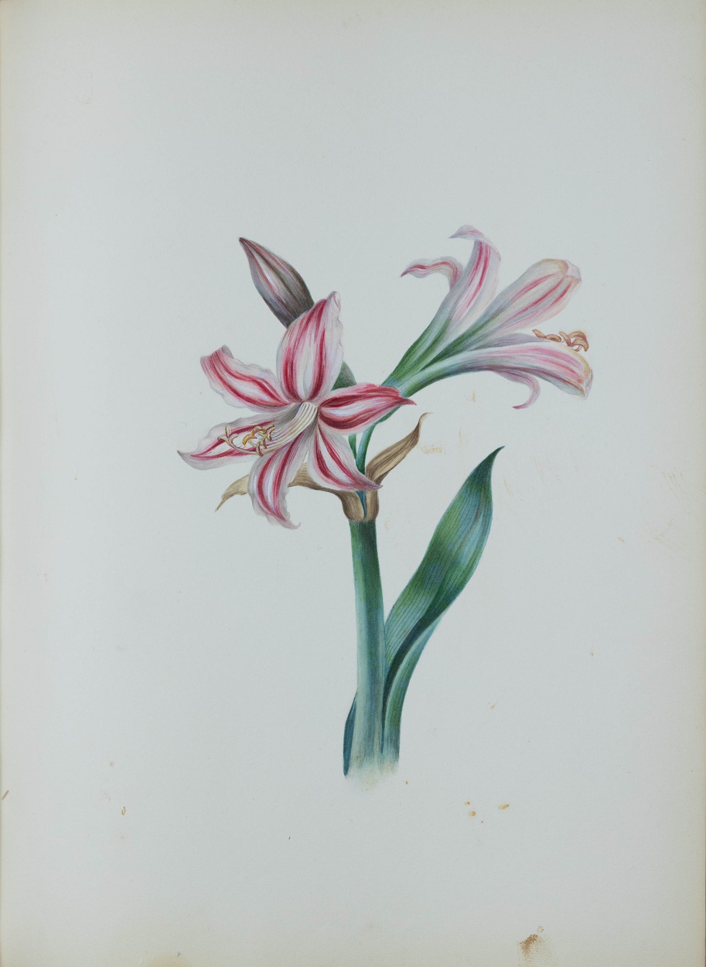 Deborah Gillingham. Amaryllis Vittata. 1870.