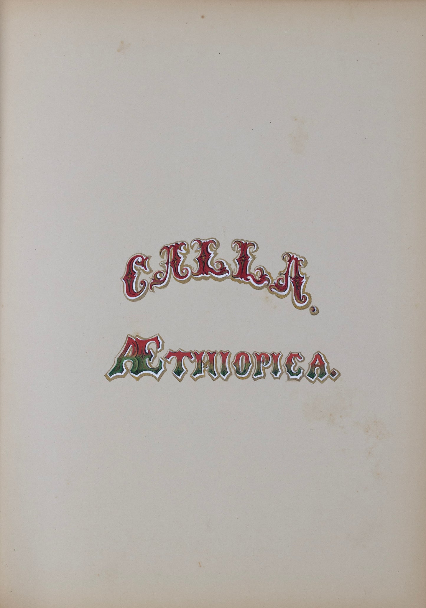Deborah Gillingham. Calla Aethiopica. 1870.
