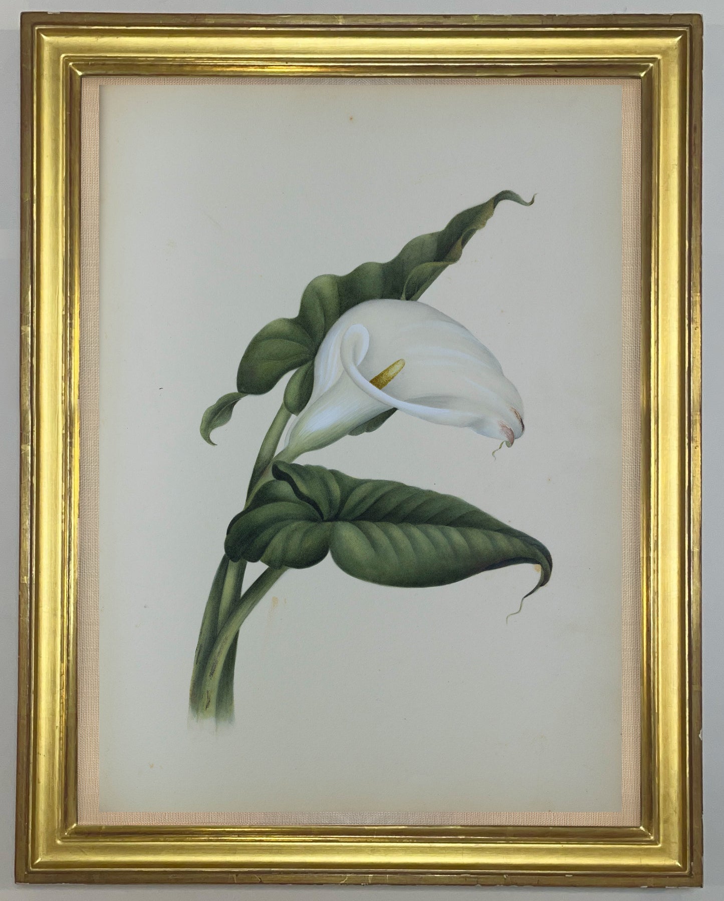 Deborah Gillingham. Calla Aethiopica. 1870.