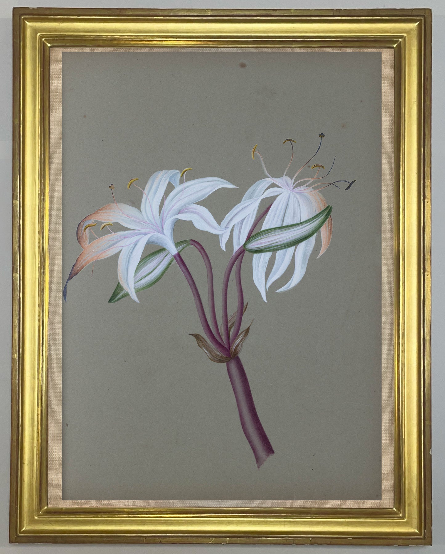 Deborah Gillingham. Crinum Crubscens. 1870.