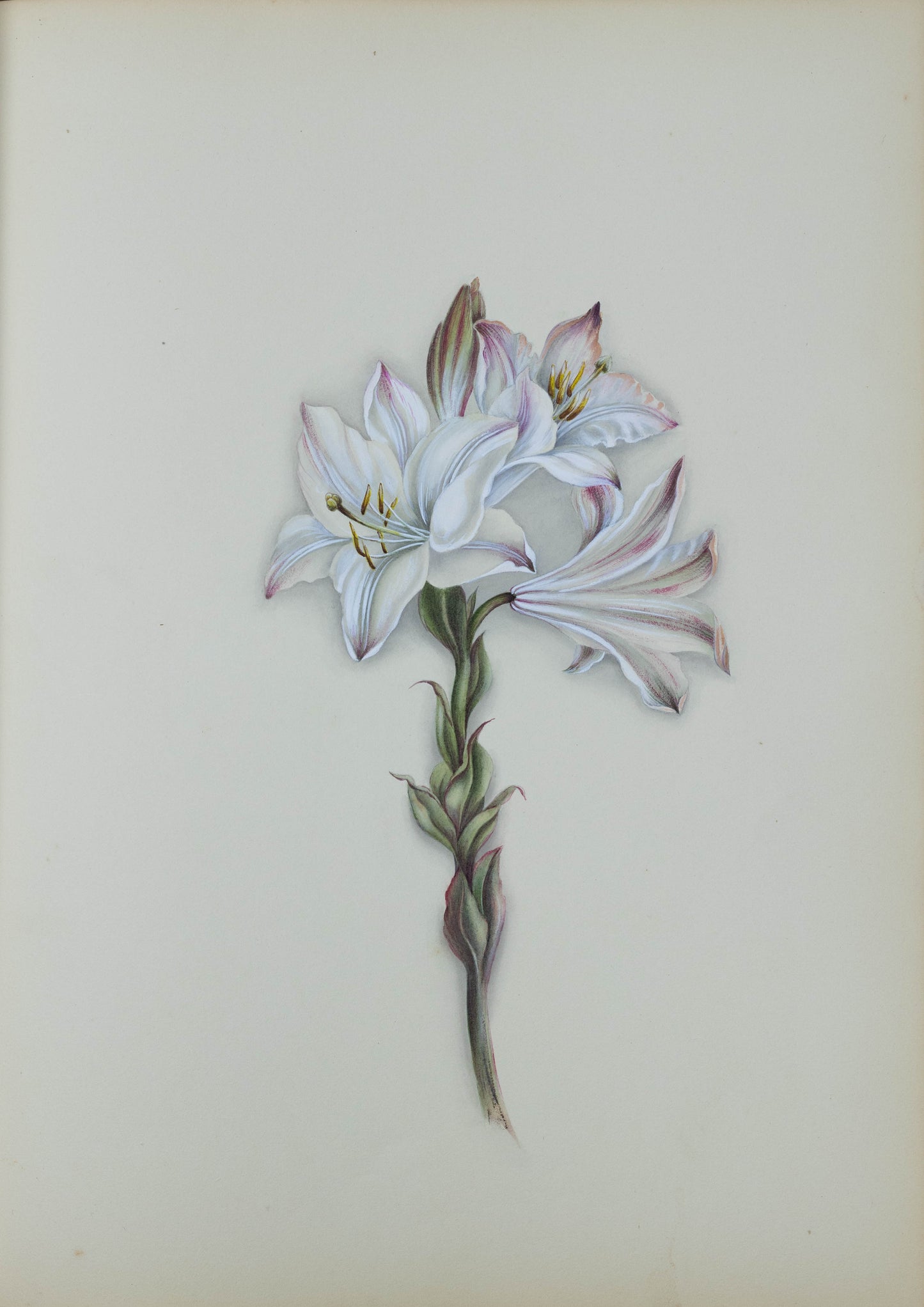 Deborah Gillingham. Flora, Alba Striatum. 1870.