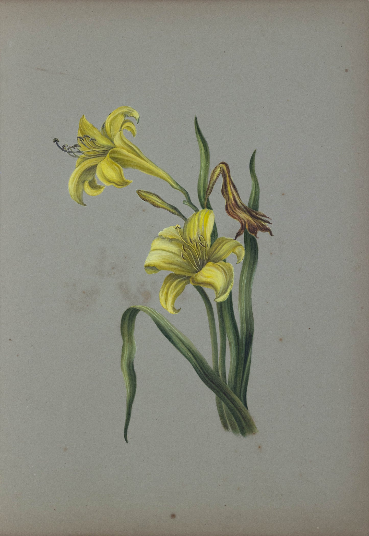 Deborah Gillingham. Hemerocalis Flava. 1870.