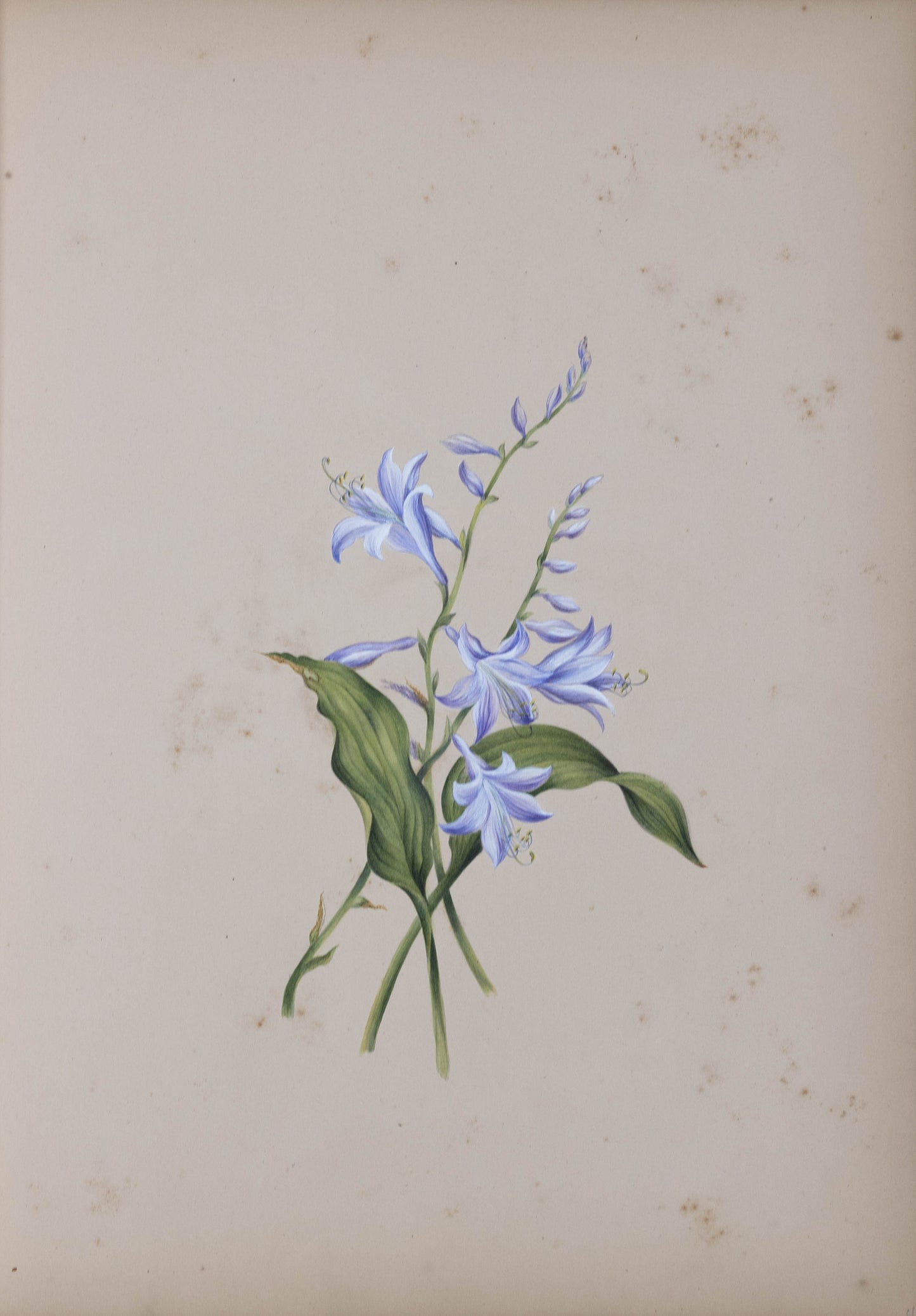 Deborah Gillingham. Hemerocallis Ceruleara. 1870.
