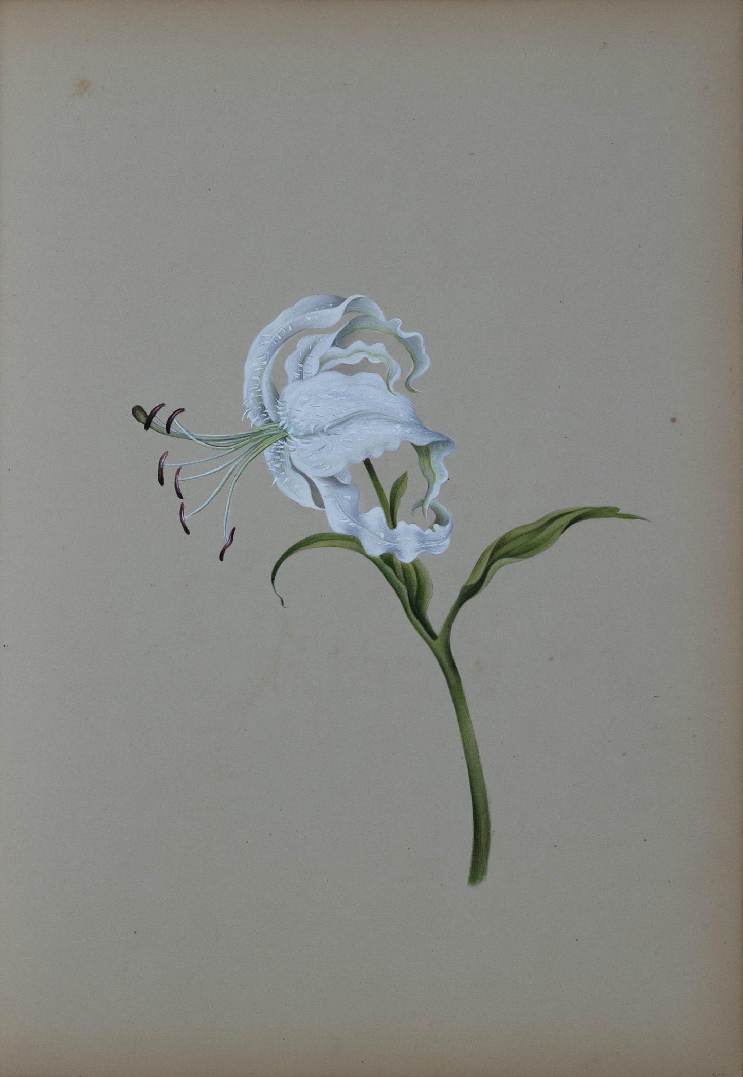 Deborah Gillingham. Lancifolium Album. 1870.