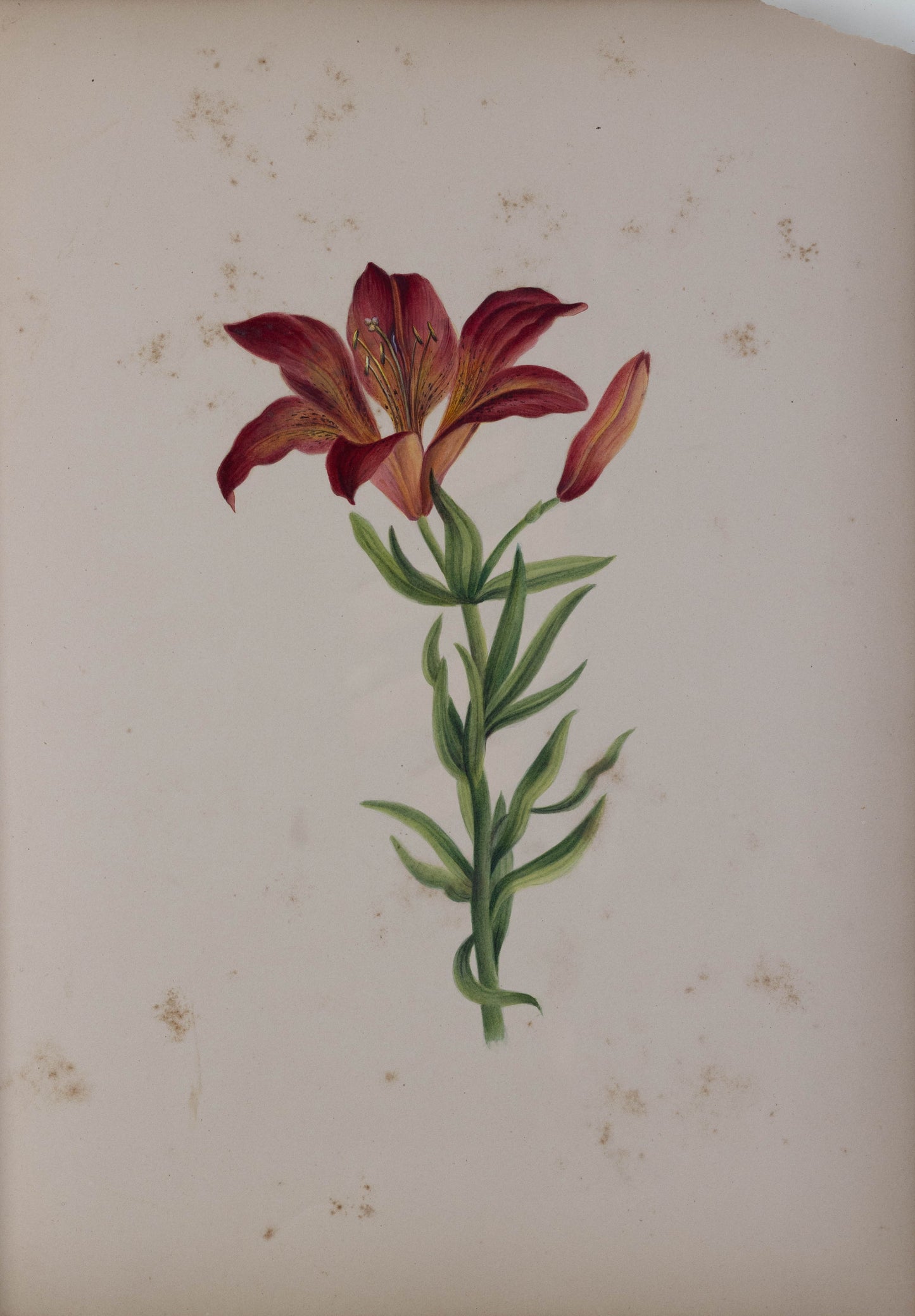 Deborah Gillingham. Lilium Fulgens Grandiflora. 1870.
