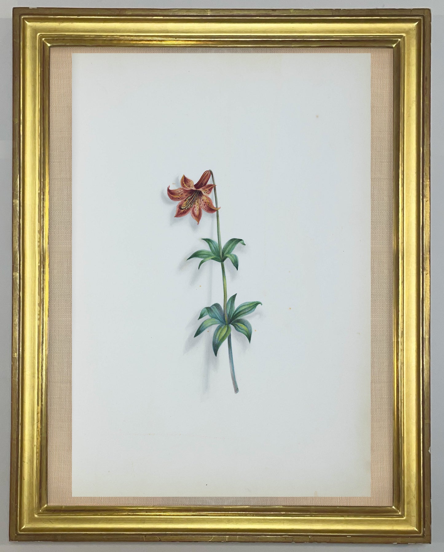Deborah Gillingham. Lilium Pendulitlorum. 1870.