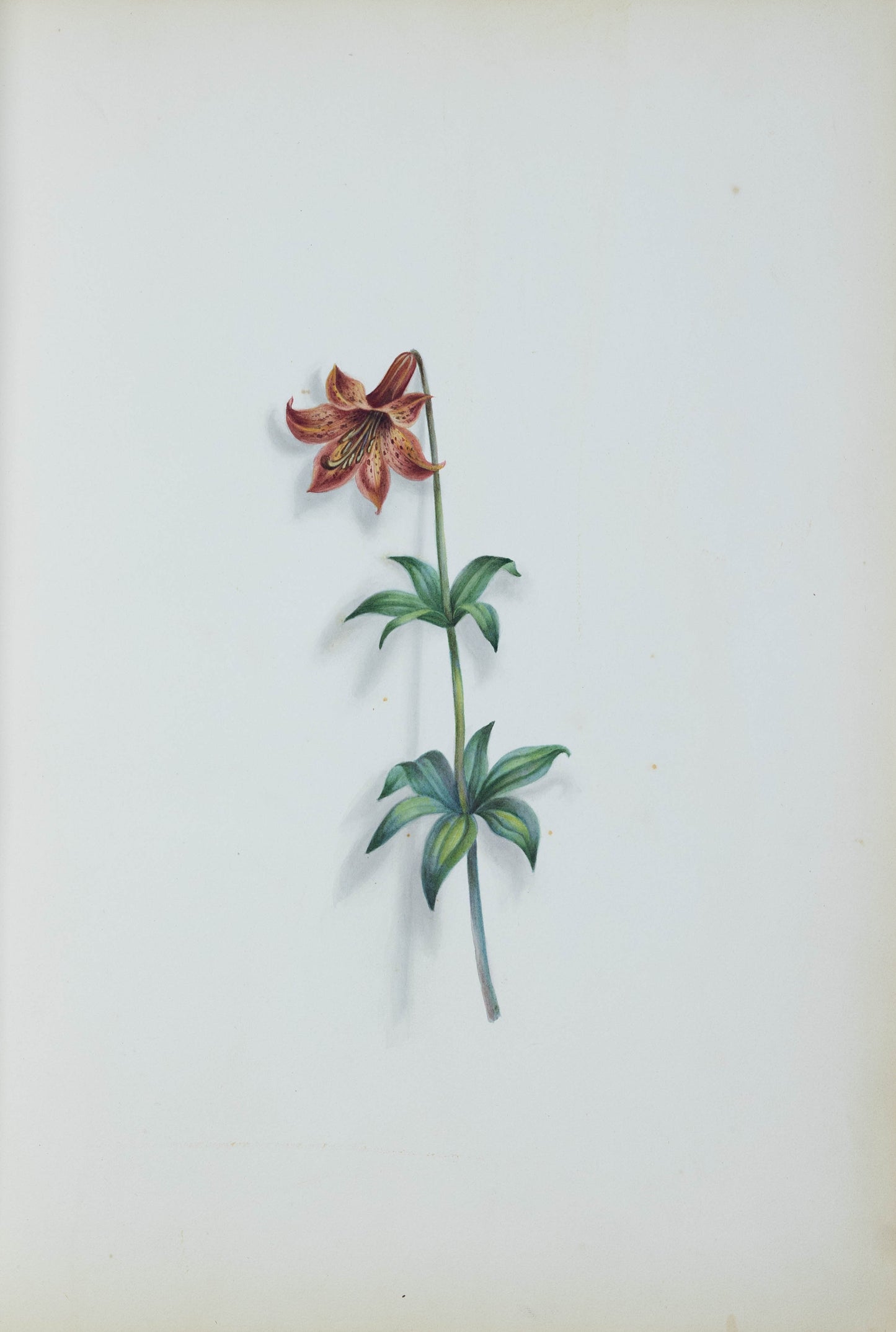 Deborah Gillingham. Lilium Pendulitlorum. 1870.