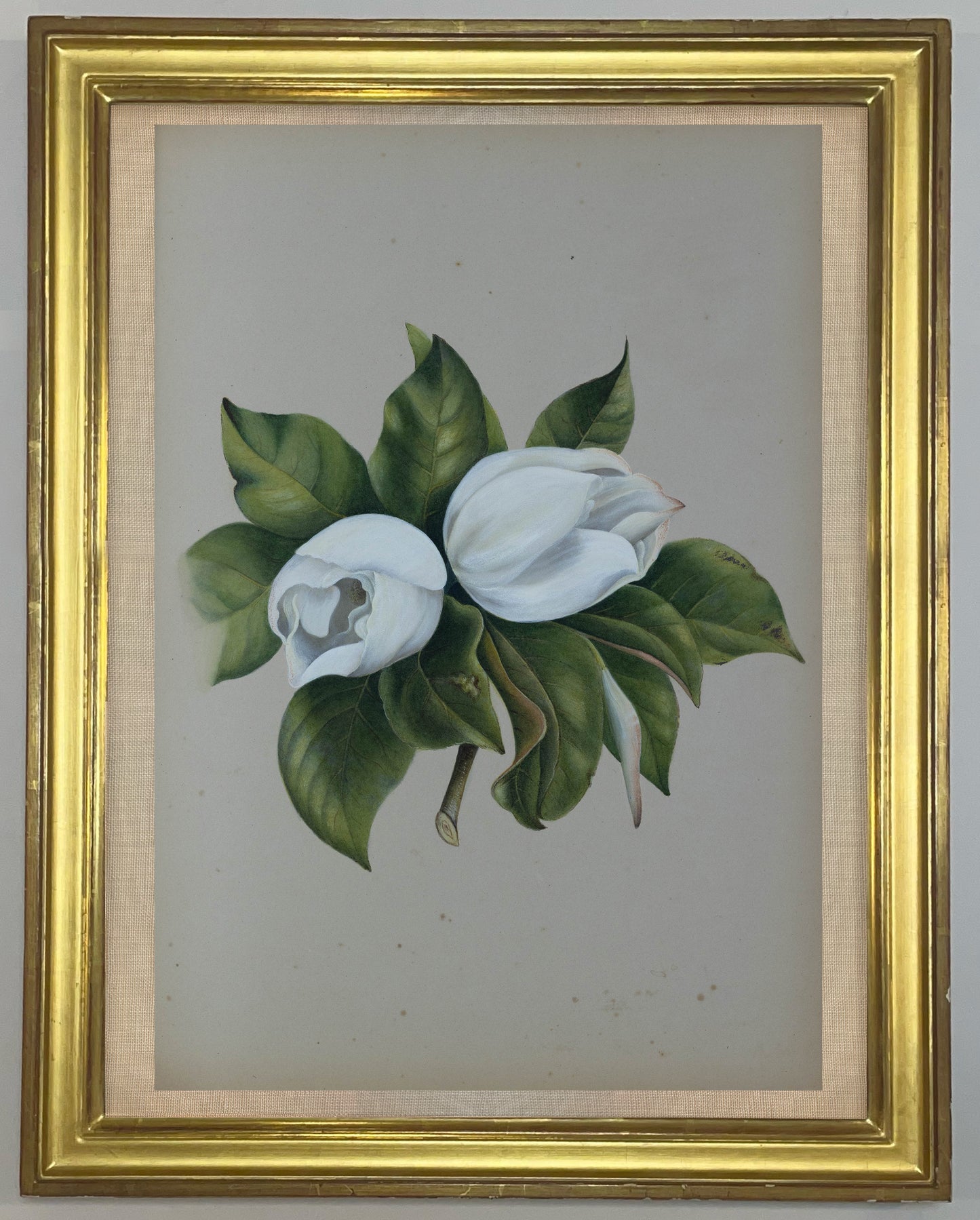 Deborah Gillingham. MA Grandiflora. 1870.