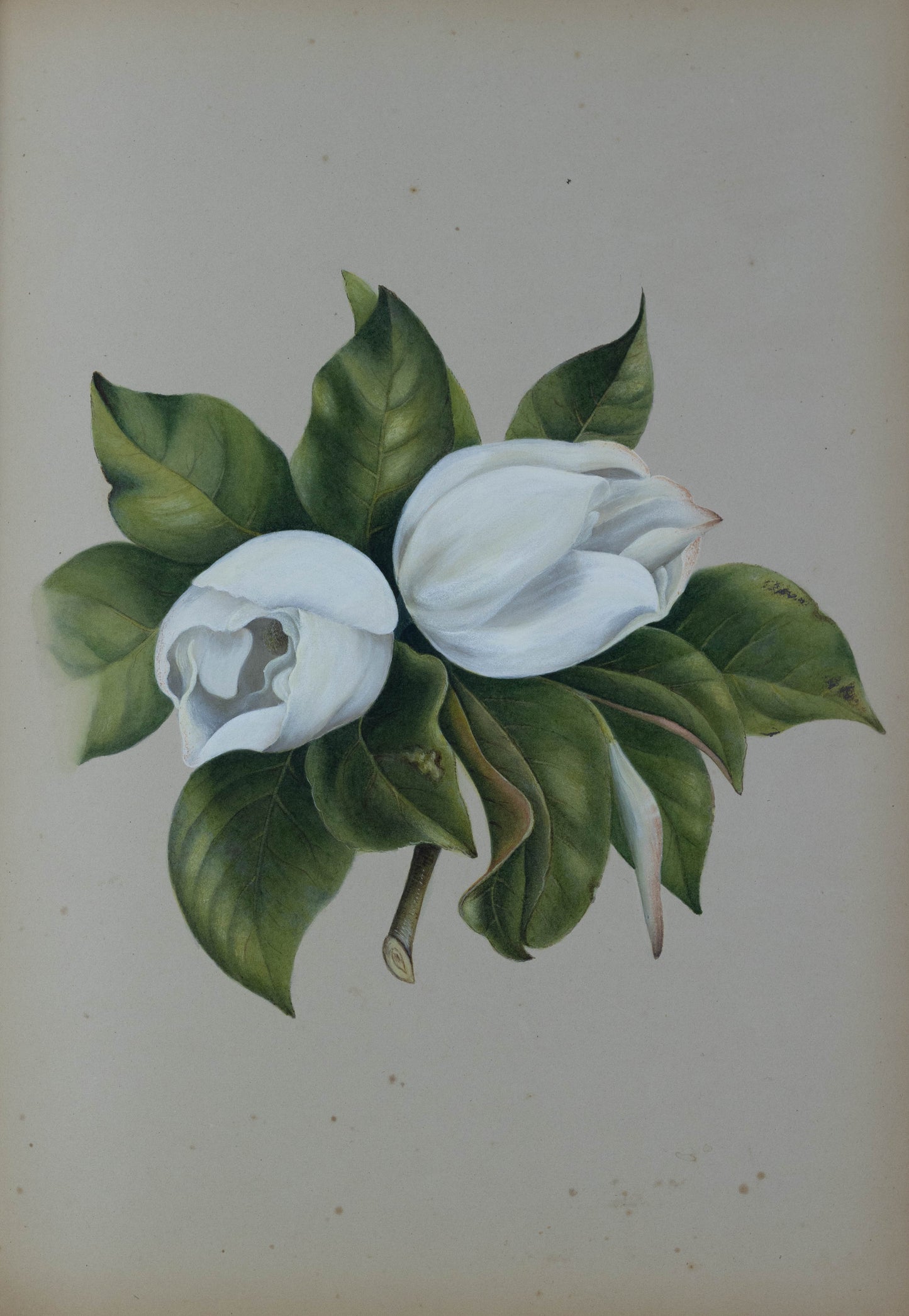 Deborah Gillingham. MA Grandiflora. 1870.