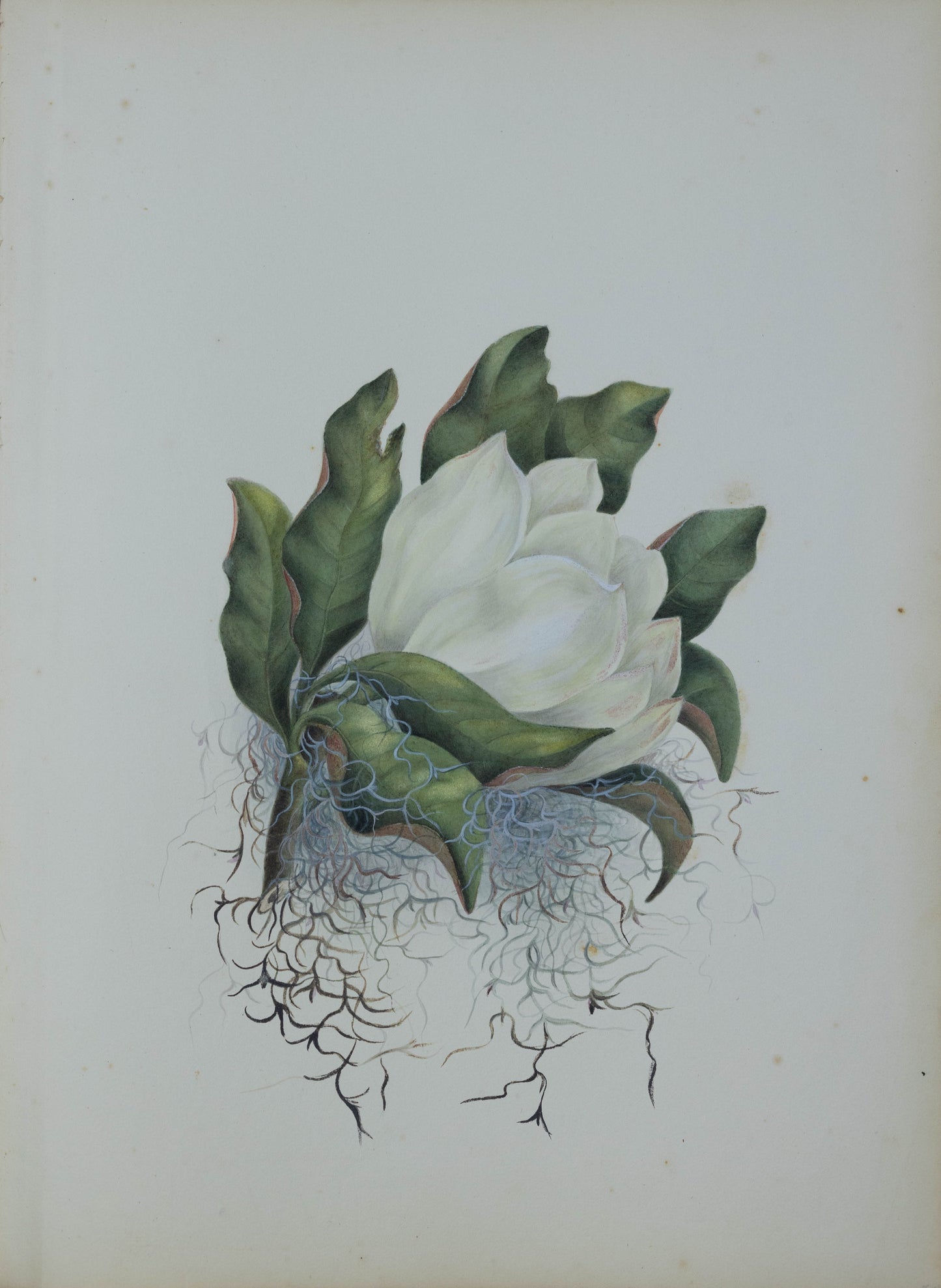 Deborah Gillingham. M Grandiflora. 1870.