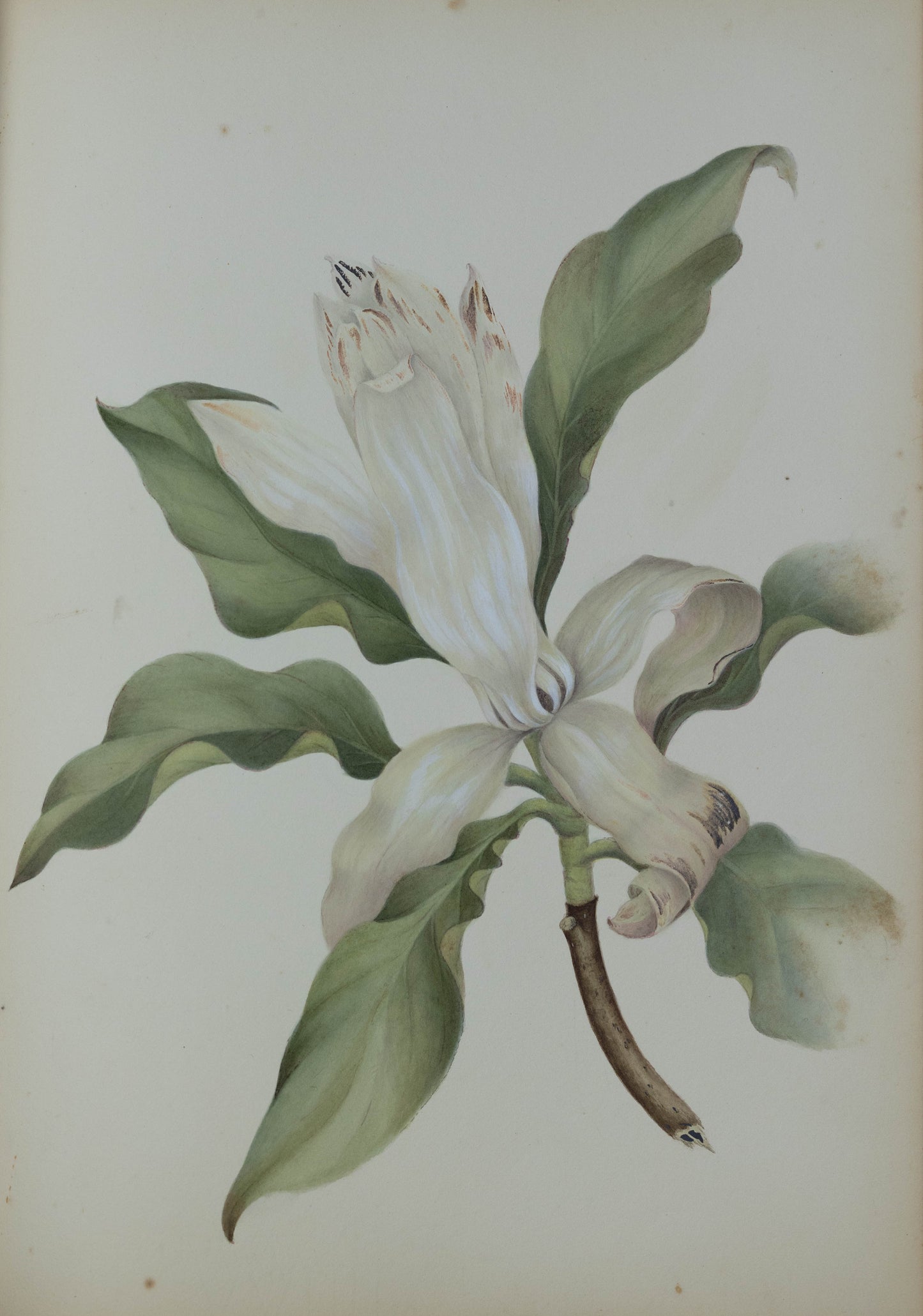 Deborah Gillingham. M Grandifolia. 1870.