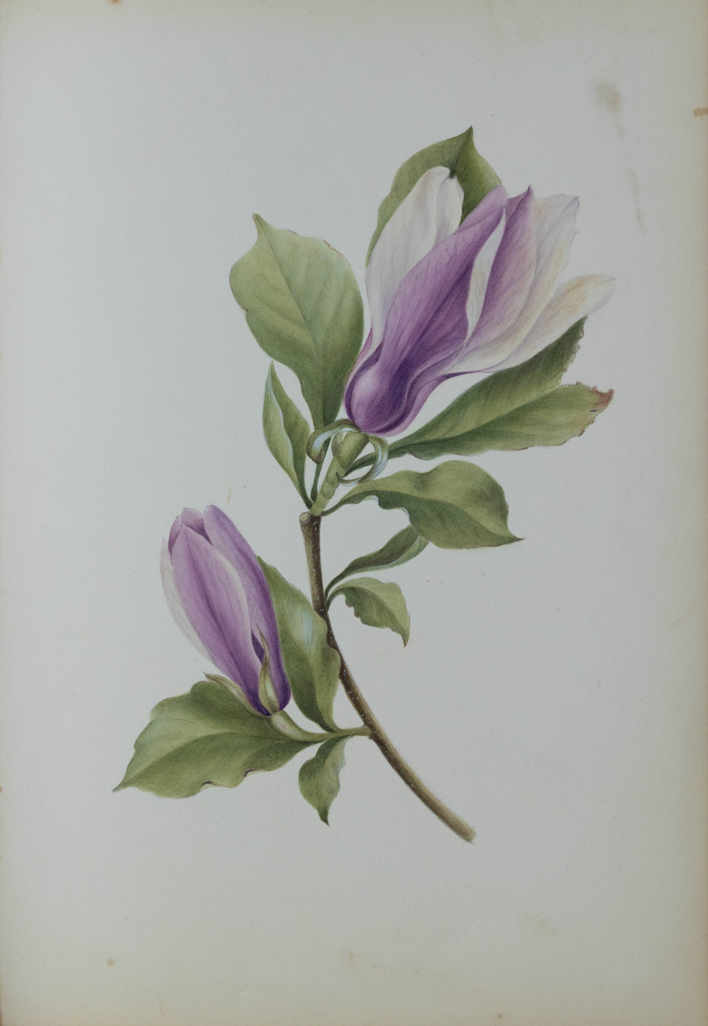 Deborah Gillingham. M Purpura. 1870.