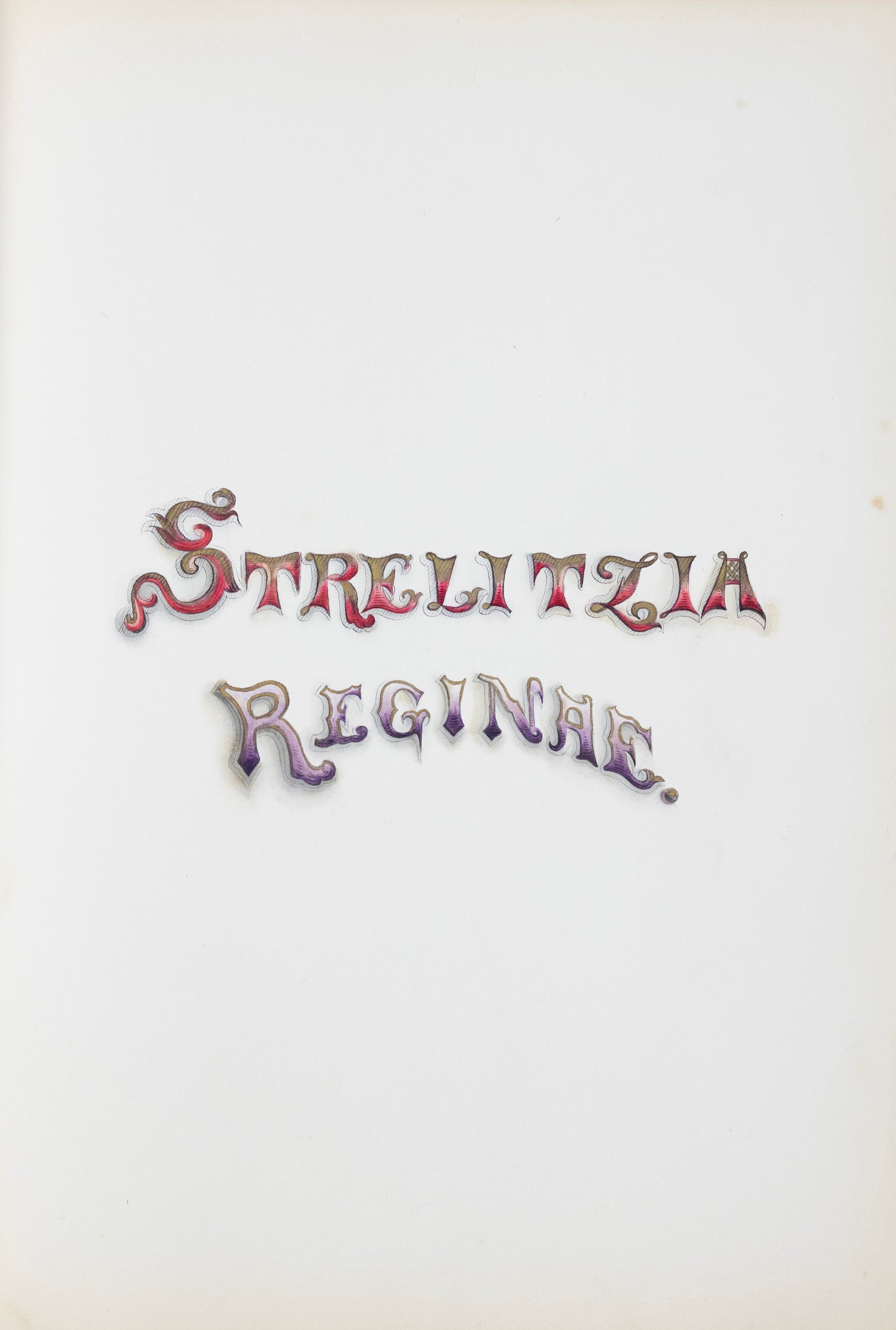 Deborah Gillingham. Strelitzia Reginae. 1870.
