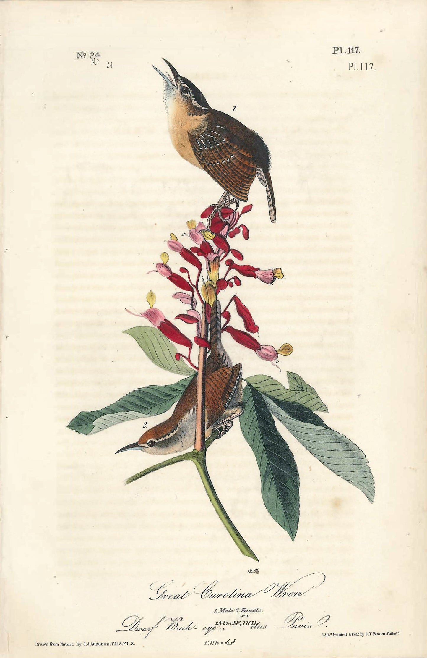 AUDUBON, John James (1785 - 1851), Great Carolina Wren (Plate 117), 1839-1844