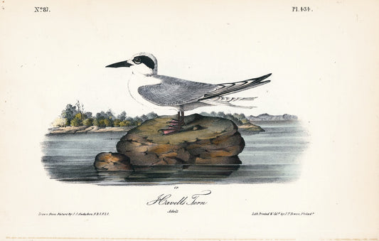 AUDUBON, John James (1785 - 1851), Havell's Tern (Plate 434), 1839-1844