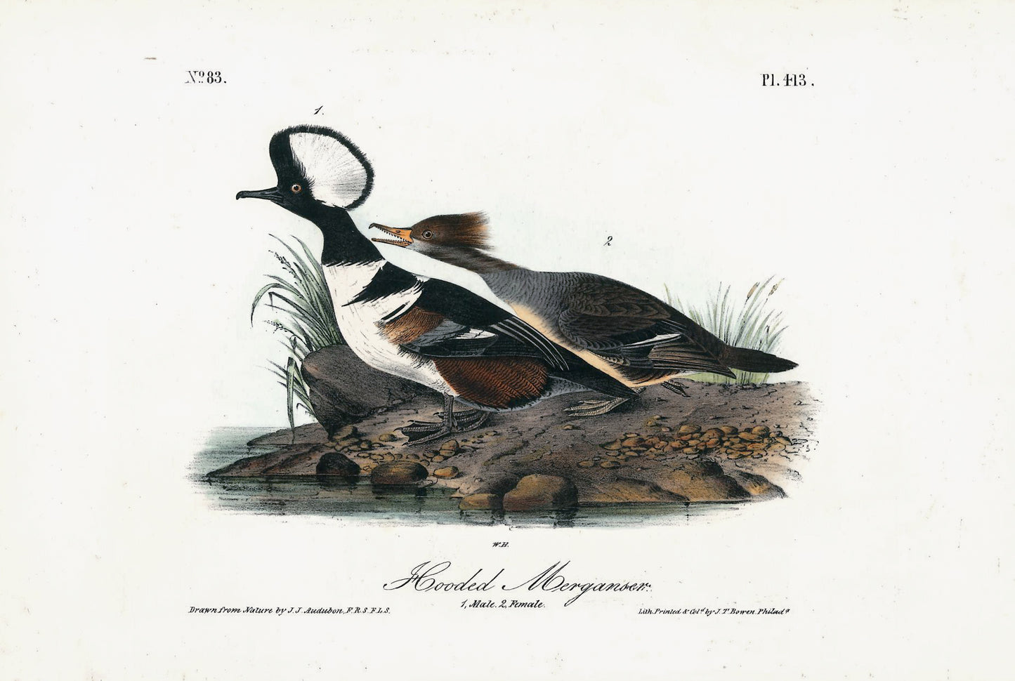 AUDUBON, John James (1785 - 1851), Hooded Merganser (Plate 413), 1839-1844