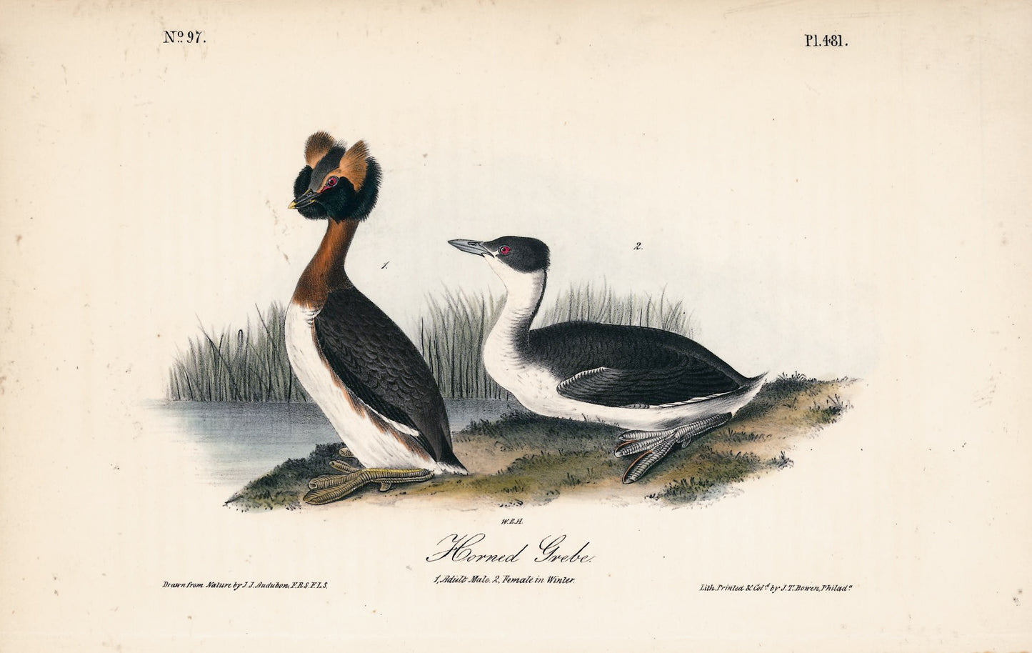 AUDUBON, John James (1785 - 1851), Horned Grebe (Plate 481), 1839-1844