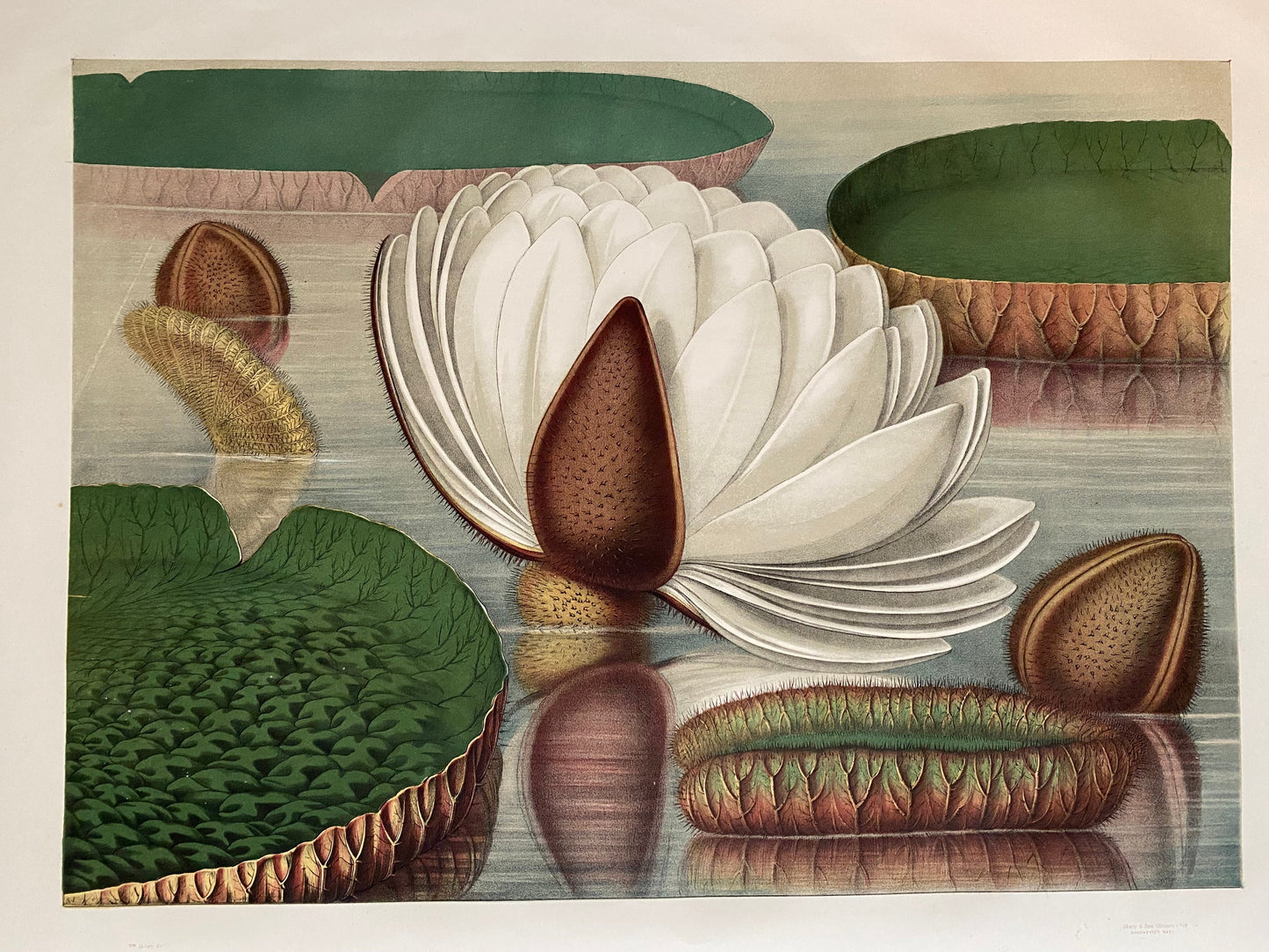 The Great Water Lily of America