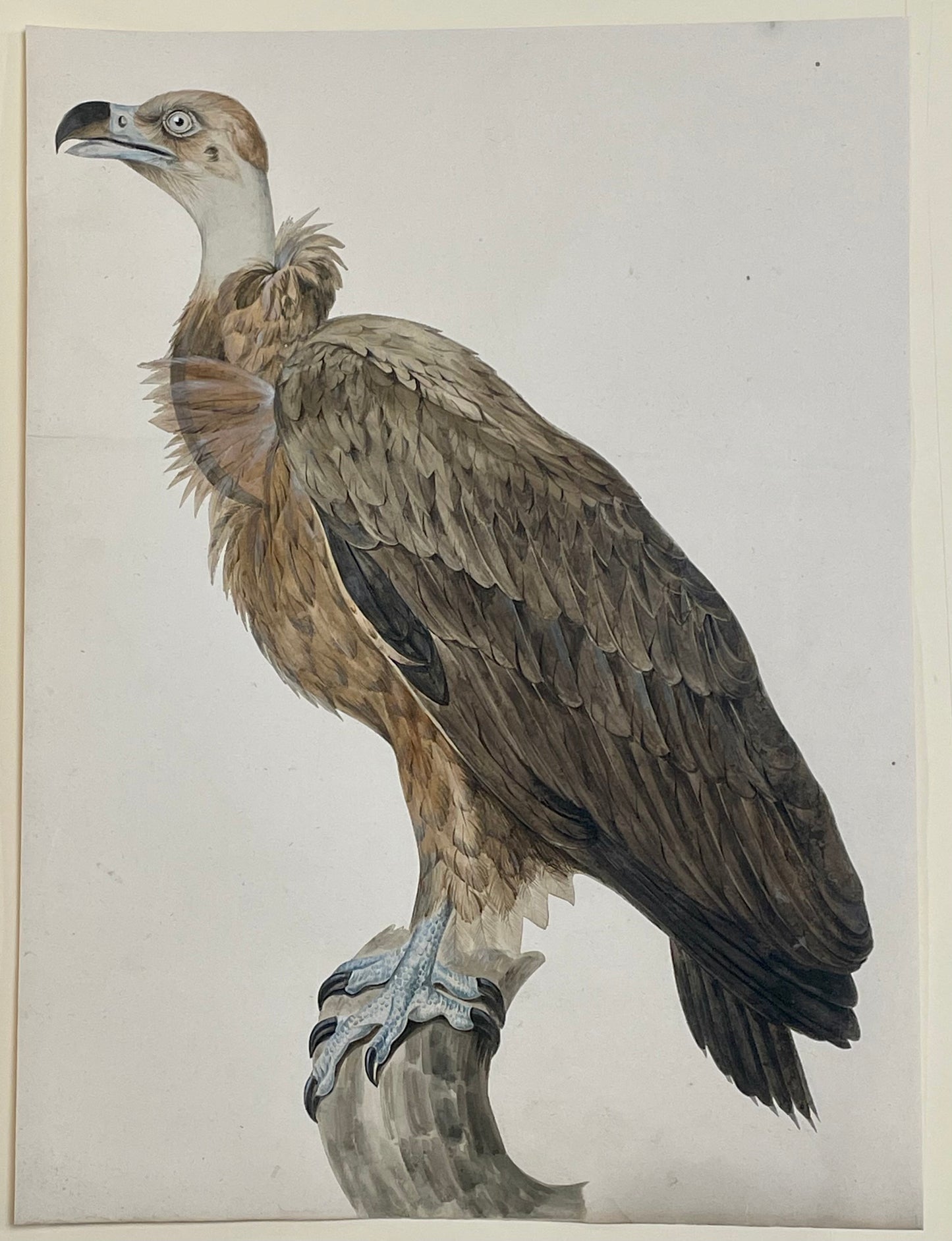Jacques Barraband (French, 1767–1809). Griffon Vulture (Gyps fulvus). Early 19th century.
