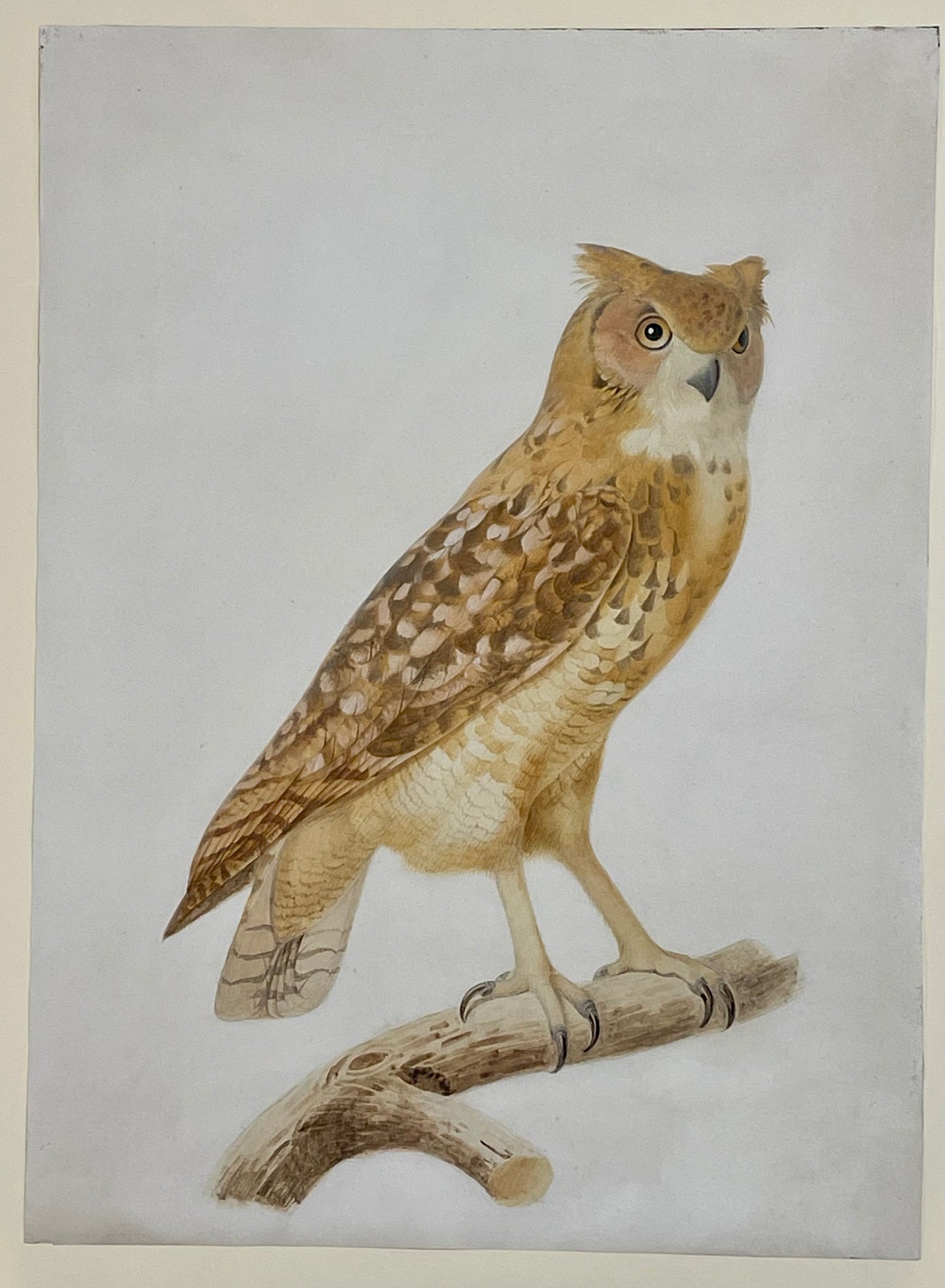 Jacques Barraband (French, 1767–1809). Pharaoh Eagle Owl (Bubo ascalaphus). Early 19th century.