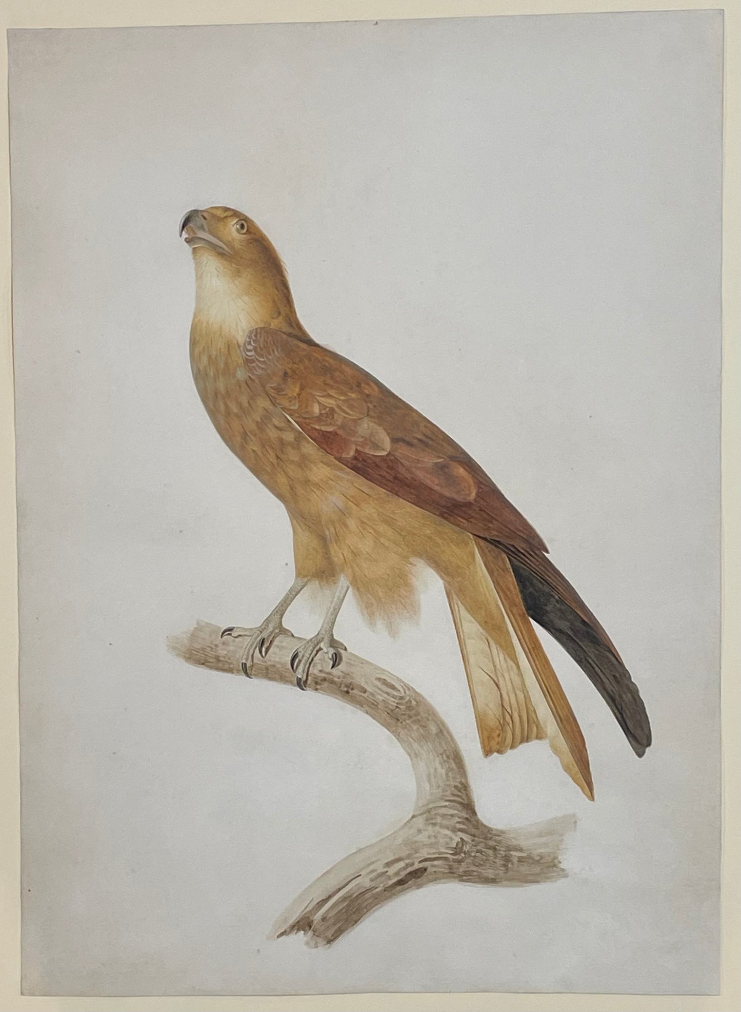 Jacques Barraband (French, 1767–1809). African Tawny Eagle (Aquila rapax). Early 19th century.