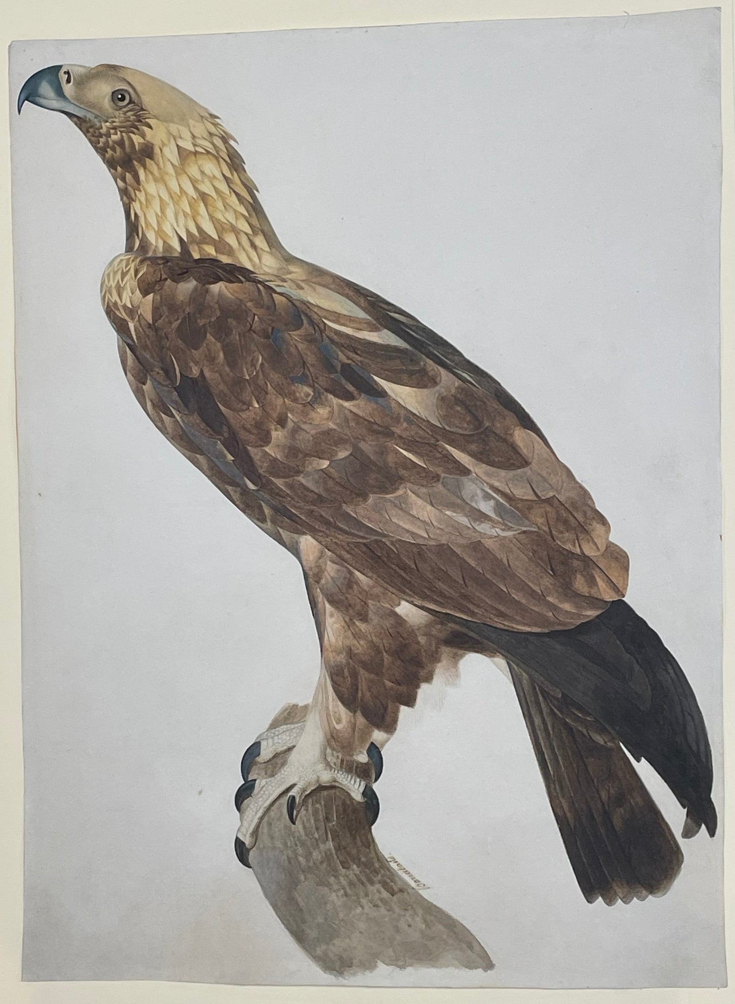 Jacques Barraband (French, 1767–1809). The Eagle of Thebes (Aquila nipalensis) . Early 19th century.