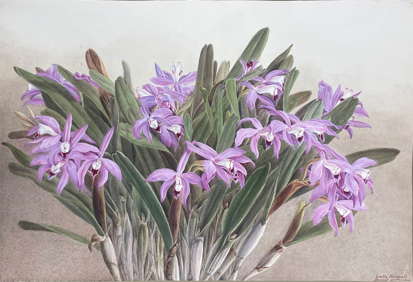 Laelia Perrinnii