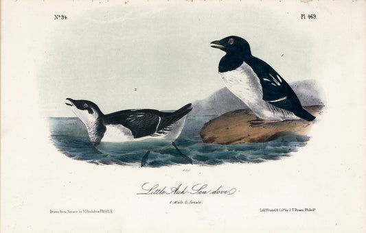 AUDUBON, John James (1785 - 1851), Little Auk Sea Dove (Plate 469), 1839-1844