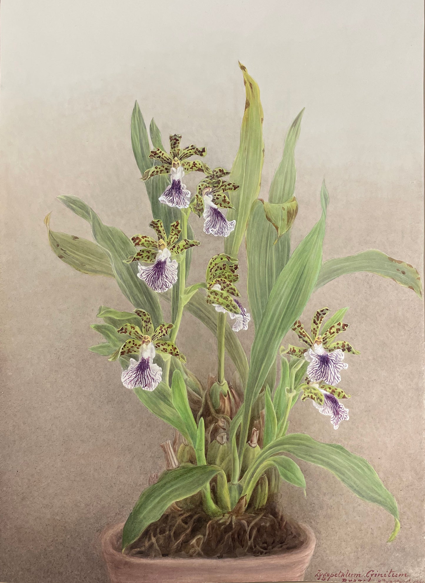 Lygopetalum Crinitum